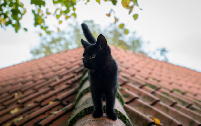 Обои картинки фото животные, коты, черный, цвет, крыша, листья