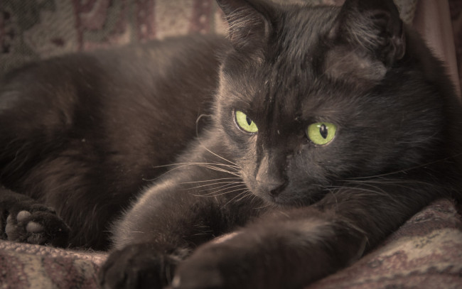 Обои картинки фото животные, коты, черный, цвет, отдых