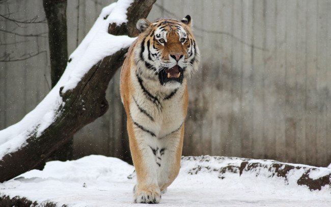 Обои картинки фото животные, тигры, профиль, снег, деревья