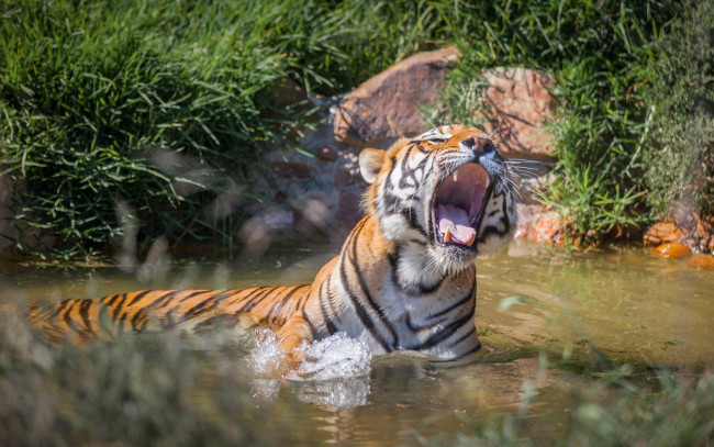 Обои картинки фото животные, тигры, водоем, открытая, пасть, трава, камни
