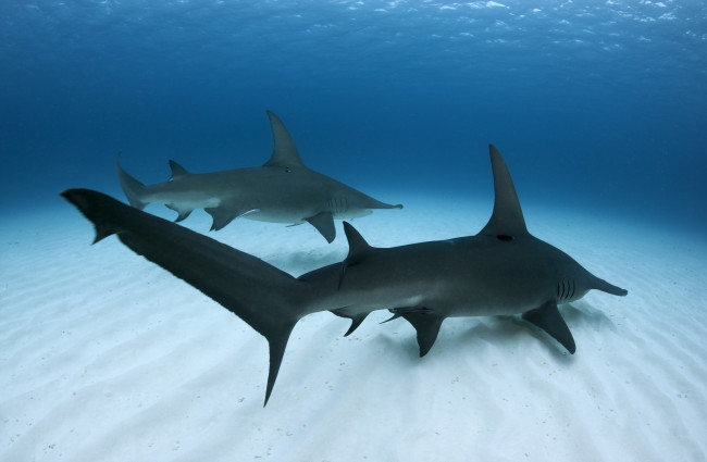 Обои картинки фото животные, акулы, море, рыбы, great, hammerhead, shark