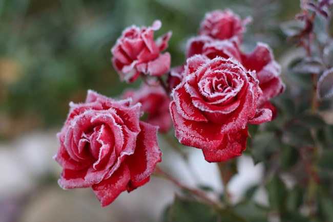 Обои картинки фото цветы, розы, мороз, осень, красота