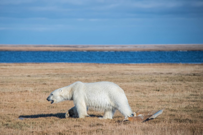Обои картинки фото животные, медведи, остров, ямал, арктика, дикая, природа, белый, медведь