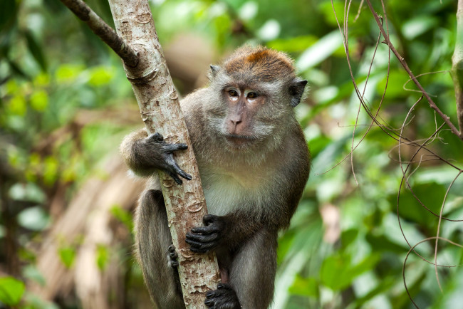 Обои картинки фото животные, обезьяны, обезьяна, макак-крабоед, природа, малайзия