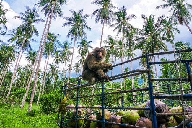 Обои картинки фото животные, обезьяны, растения, пальмы, еда