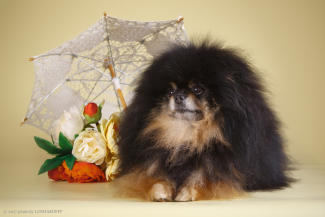 Обои картинки фото животные, собаки, собака, фон, зонт, цветы