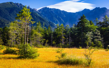 Картинка природа горы трава деревья