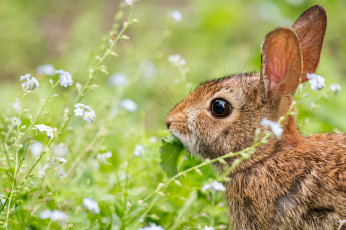 Картинка животные кролики +зайцы заяц