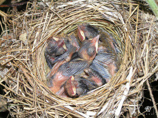 Картинка Четырёхдневные птенцы серой славки животные гнезда птиц
