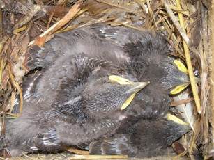 Картинка двухнедельные птенцы скворца животные гнезда птиц