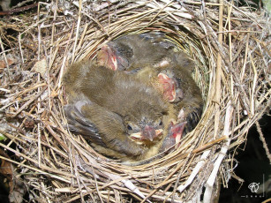 Картинка шестидневные птенцы серой славки животные гнезда птиц