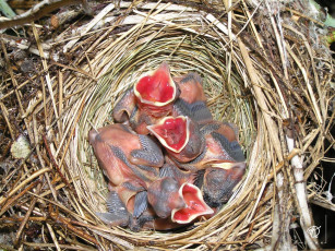 Картинка трёхдневные птенцы серой славки животные гнезда птиц