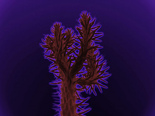 Картинка 3д графика flowers цветы синий фон кактус