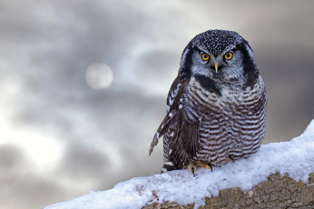 Картинка животные совы снег ветка серый взгляд