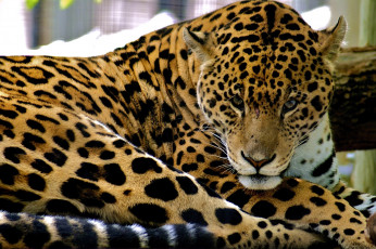 Картинка животные Ягуары пятнистый взгляд