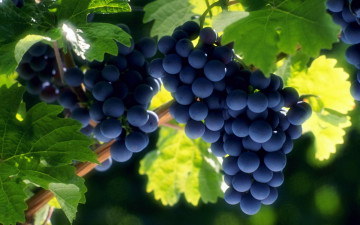 Картинка природа Ягоды виноград листья
