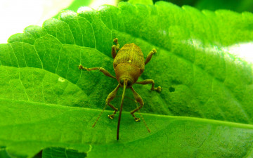 Картинка животные насекомые лист зелёный