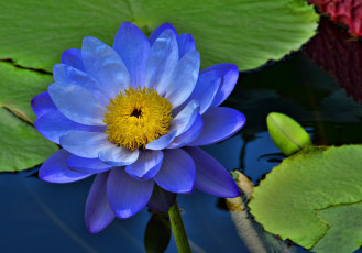 Картинка цветы лилии водяные нимфеи кувшинки синий вода