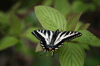 Картинка животные бабочки бабочка