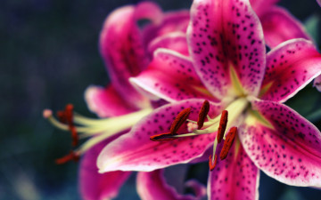 Картинка цветы лилии лилейники крапинки