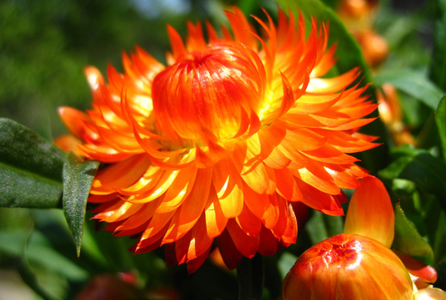 Обои картинки фото цветы, бессмертник, оранжевый