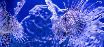 Картинка животные рыбы окрас рыба голубая вода