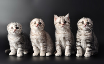 Картинка животные коты милые кошки котята