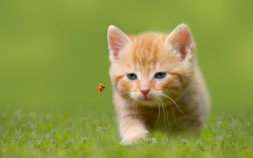 Картинка животные коты котёнок насекомое охота трава голубоглазый божья коровка