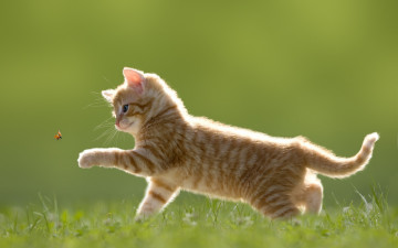 Картинка животные коты полосатый котёнок игра трава голубоглазый божья коровка насекомое