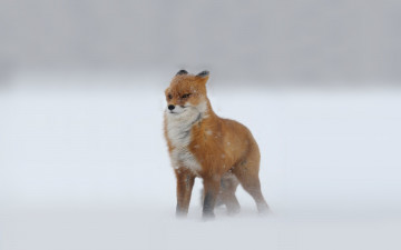 Картинка животные лисы снег лиса