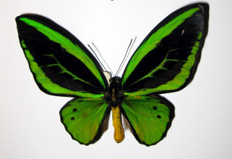Картинка животные бабочки +мотыльки +моли бабочка зеленая