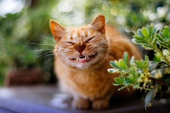Картинка животные коты оскал улыбка кот
