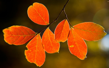 Картинка природа листья осень макро