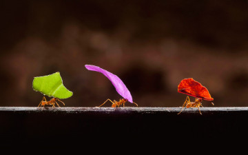 Картинка животные насекомые муравьи листья краски коста-рика бока-тапада