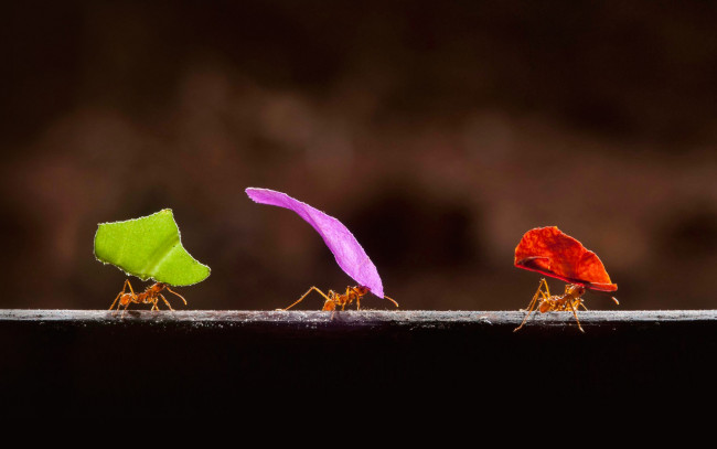Обои картинки фото животные, насекомые, муравьи, листья, краски, коста-рика, бока-тапада