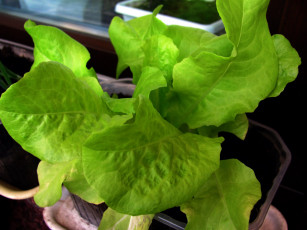 Картинка природа листья салат