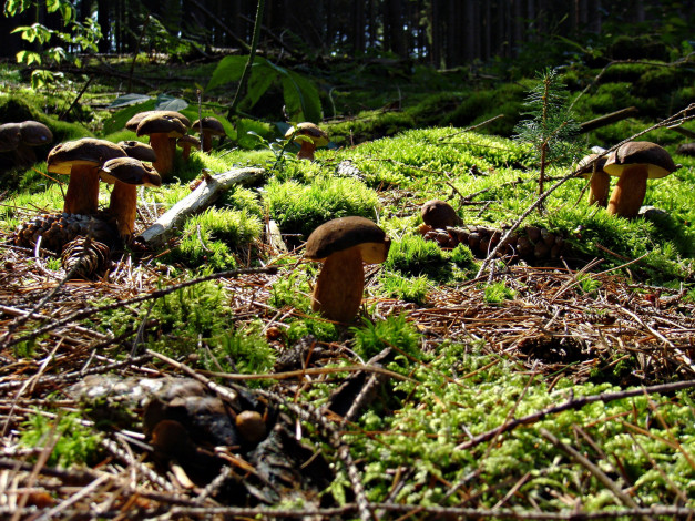 Обои картинки фото природа, грибы, много, семейка, польский, гриб