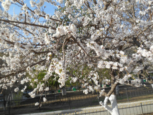 Картинка весной природа деревья дерево весна