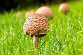 Картинка природа грибы грибочки трава