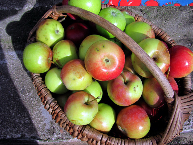 Обои картинки фото еда, Яблоки, яблоки, корзина, урожай
