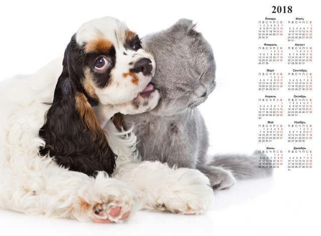 Обои картинки фото календари, животные, кошка, собака, белый, фон