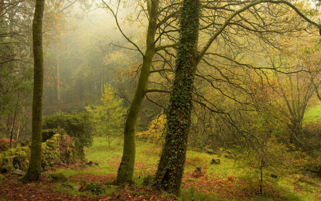 Обои картинки фото природа, лес, туман, деревья, осень