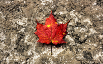 Картинка природа листья лист клен красный осень