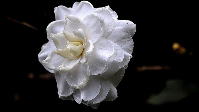 Обои картинки фото разное, компьютерный дизайн, роза, белая, цветок