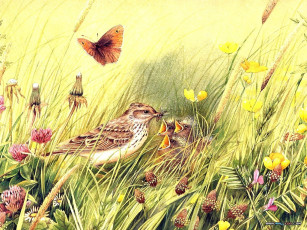 Картинка рисованные животные птица бабочка