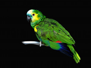 Картинка животные попугаи зелёный тёмный