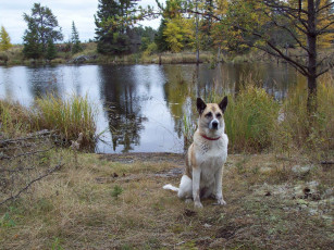 Картинка животные собаки озеро dog