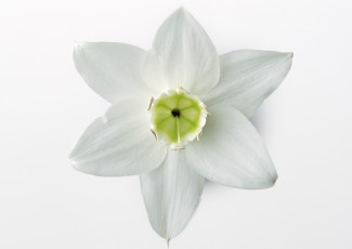 Картинка цветы эухарис амазонская лилия макро фон белый лепестки