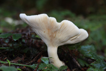 Картинка природа грибы листья