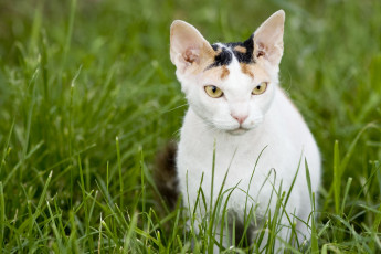Картинка животные коты донской сфинкс